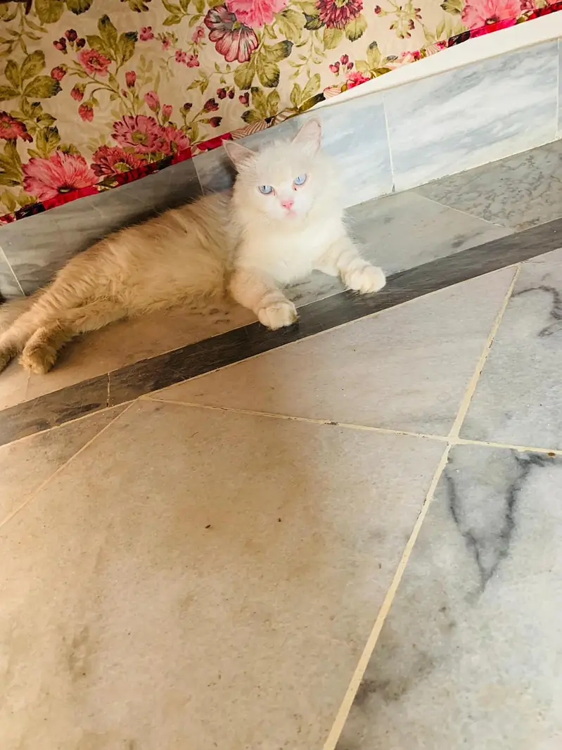 breeder female cat — photo 2
