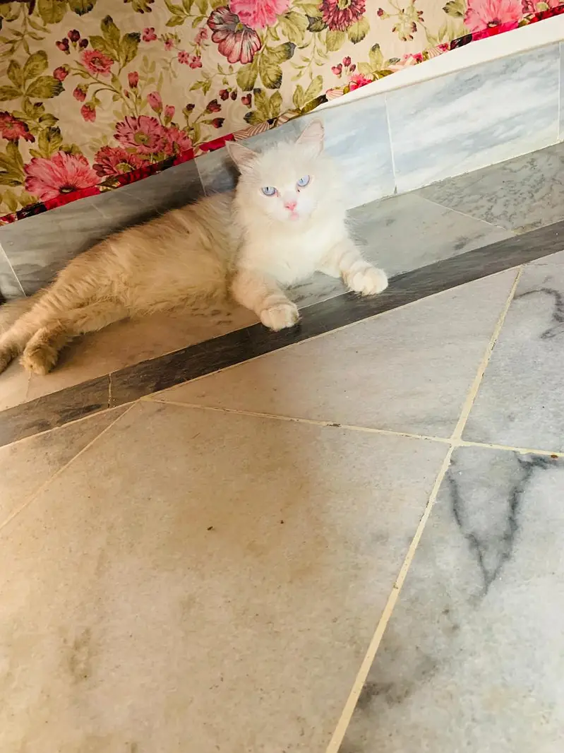 breeder female cat — photo 3