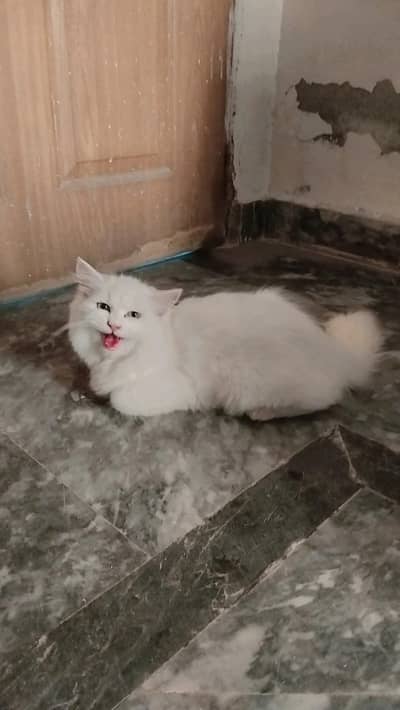 catoo