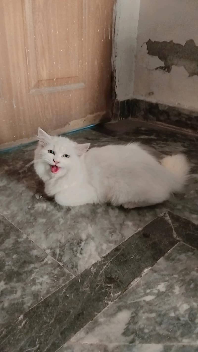 catoo 0