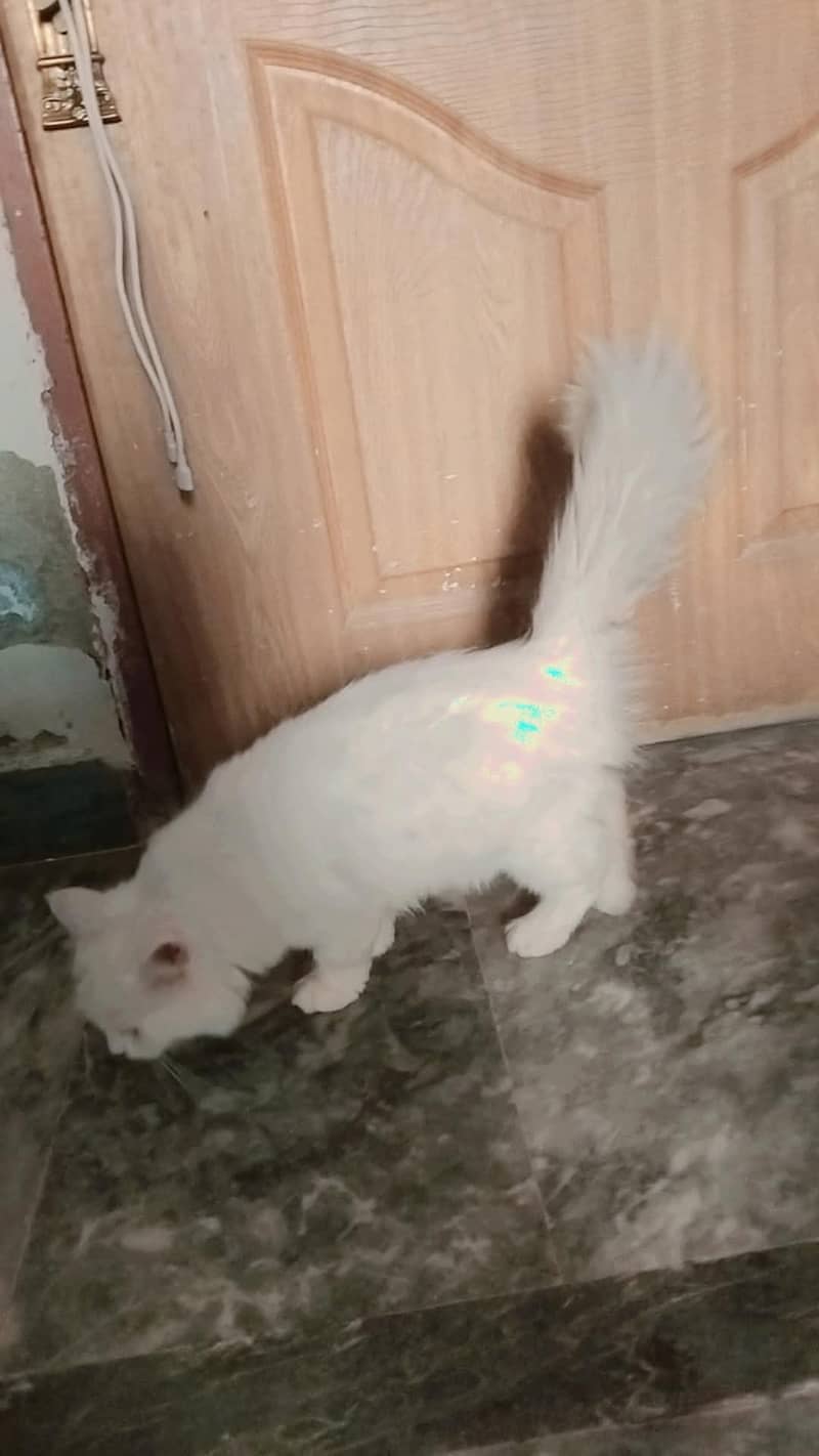 catoo 1