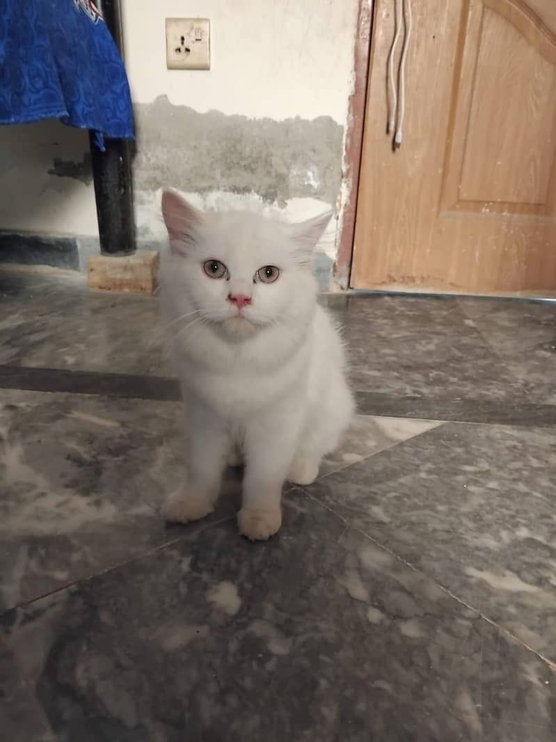 catoo 2