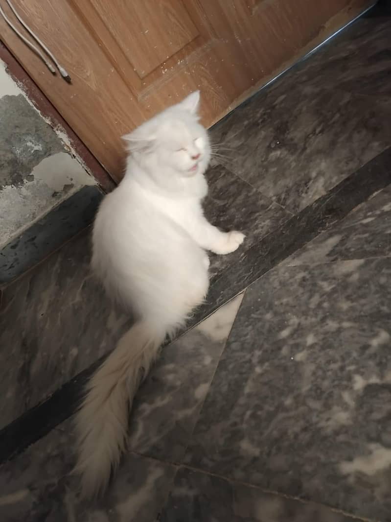 catoo 3