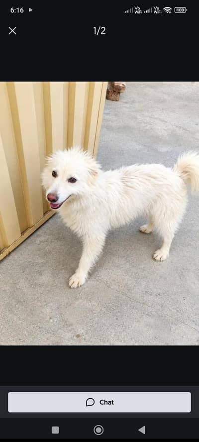 Russian Dog Female