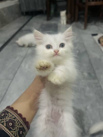 Persian kitten