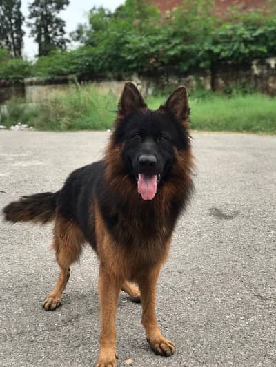 German Shepherd