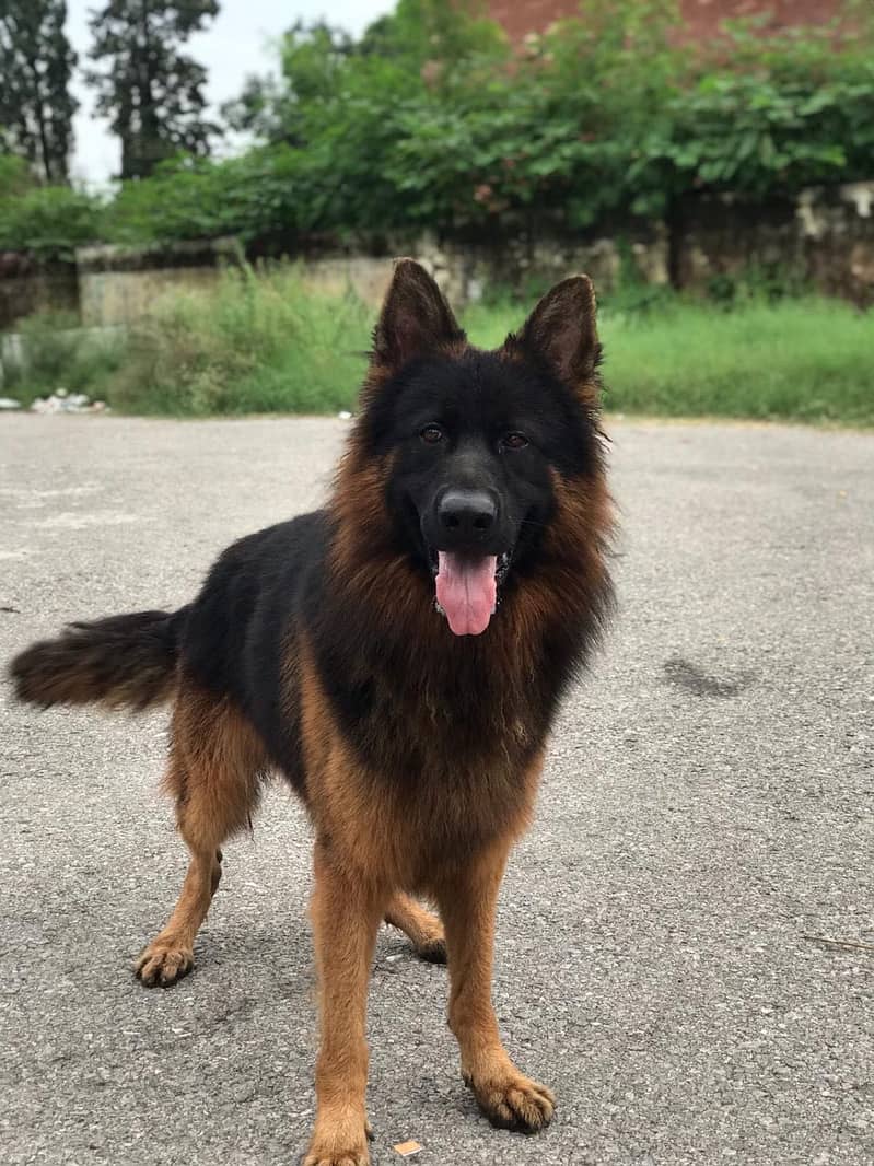 German Shepherd 0