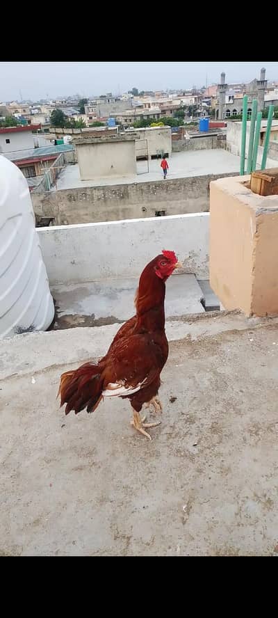 Aseel peela chicks available 2 month age