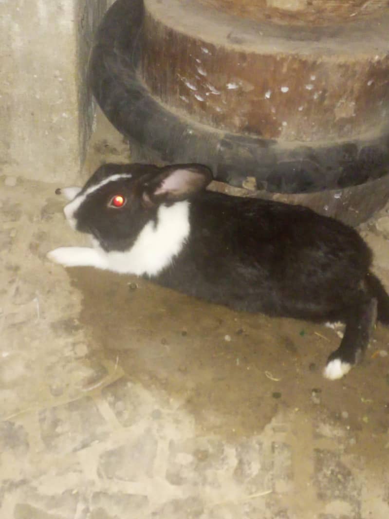 Rabbits 0