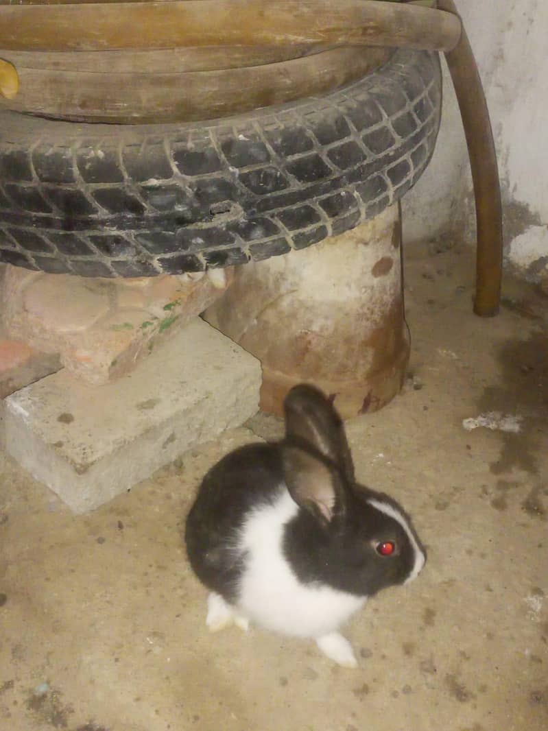 Rabbits 1