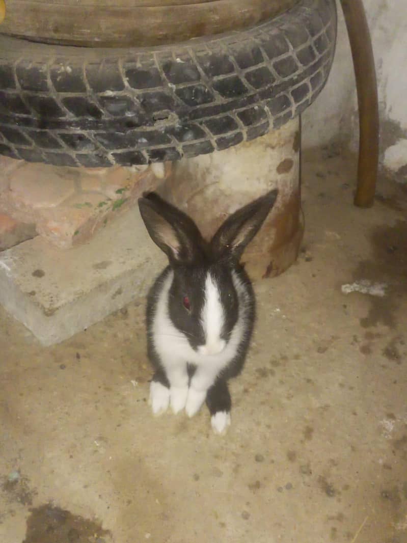Rabbits 2