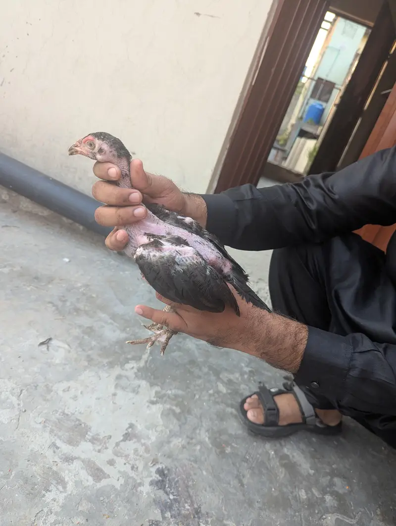 Aseel choza — photo 2