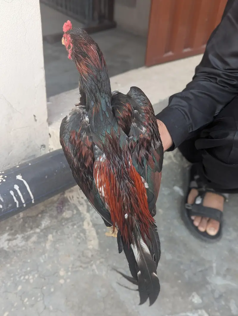 Aseel choza — photo 4
