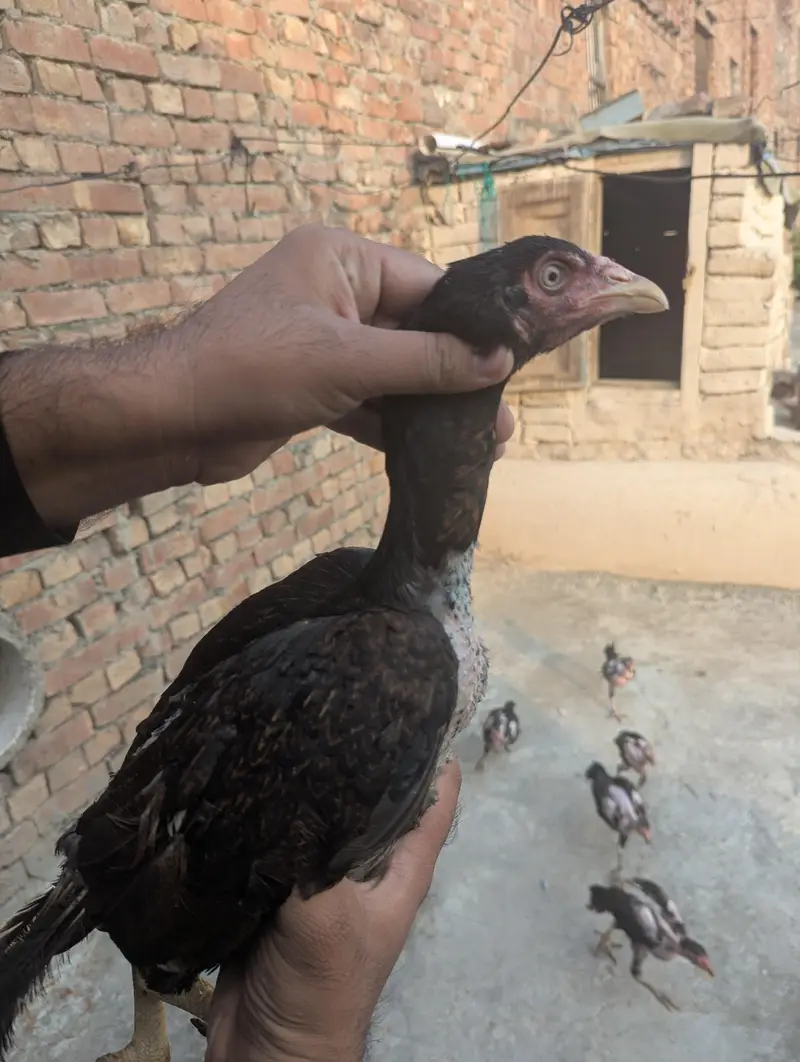 Aseel choza — photo 5