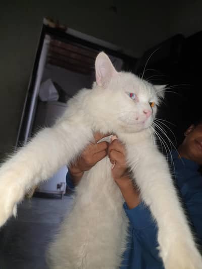 Persian cat