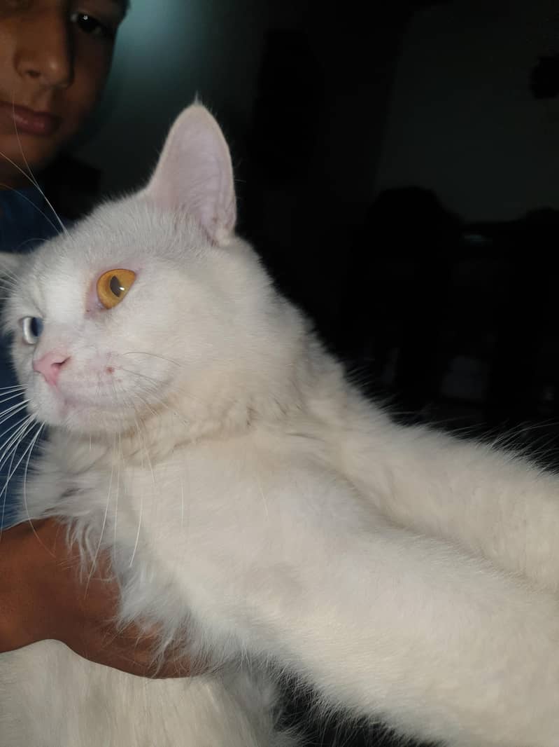 Persian cat 1