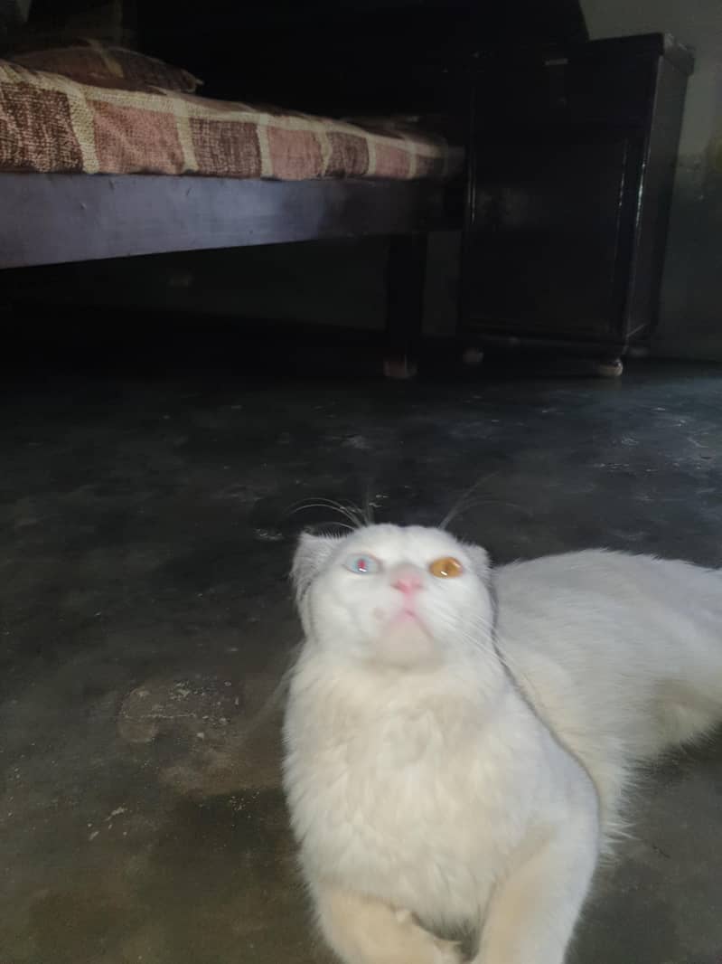 Persian cat 3