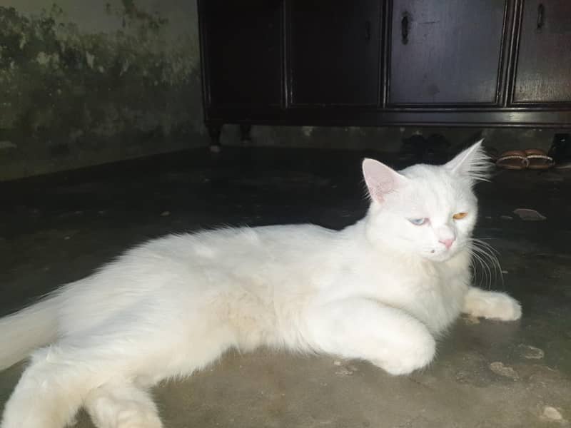 Persian cat 4