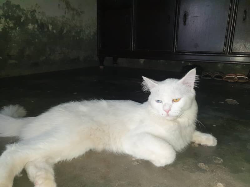 Persian cat 5