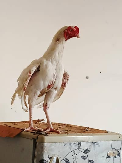 White Aseel patha for Sale one aye damaged