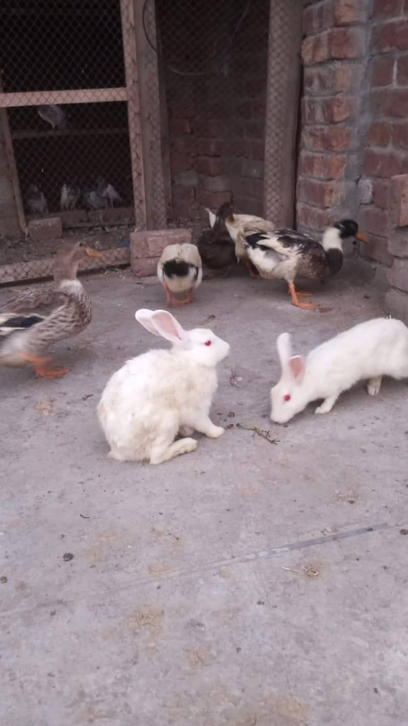 rabbit 0