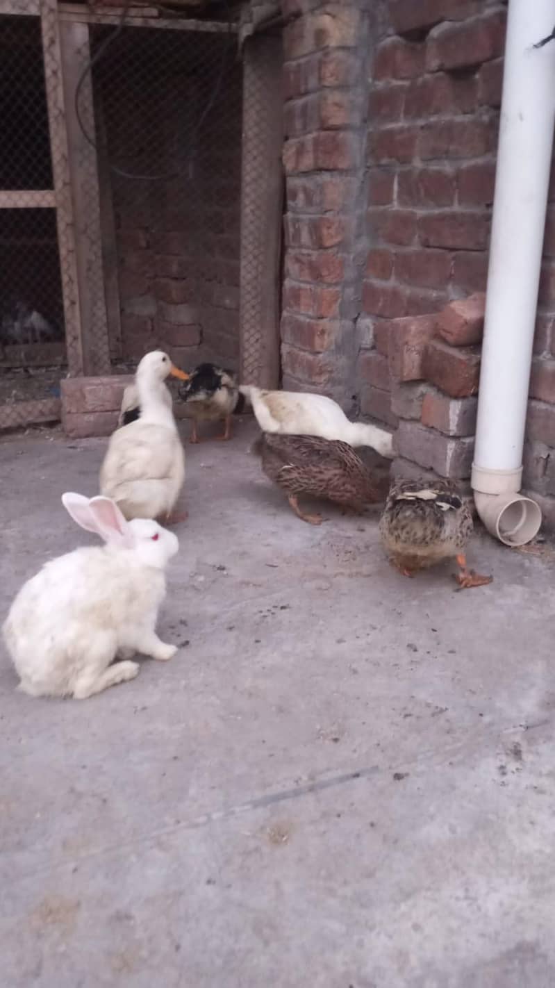 rabbit 1