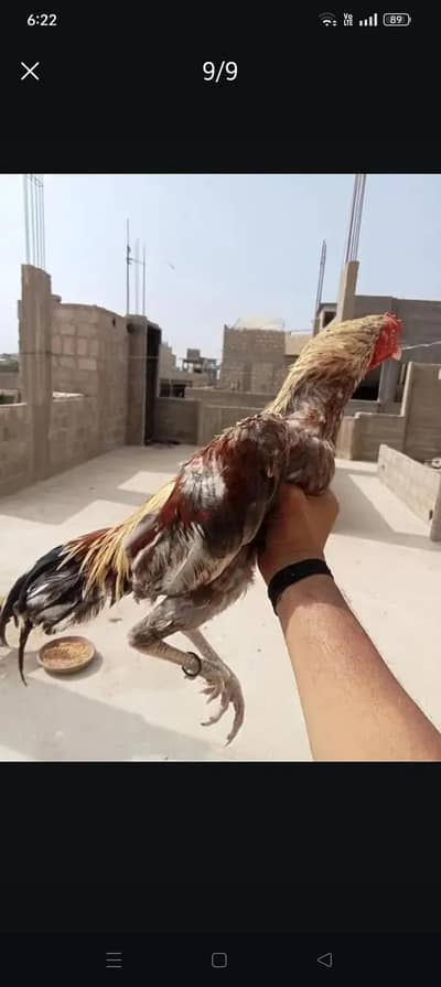 Aseel  home breed