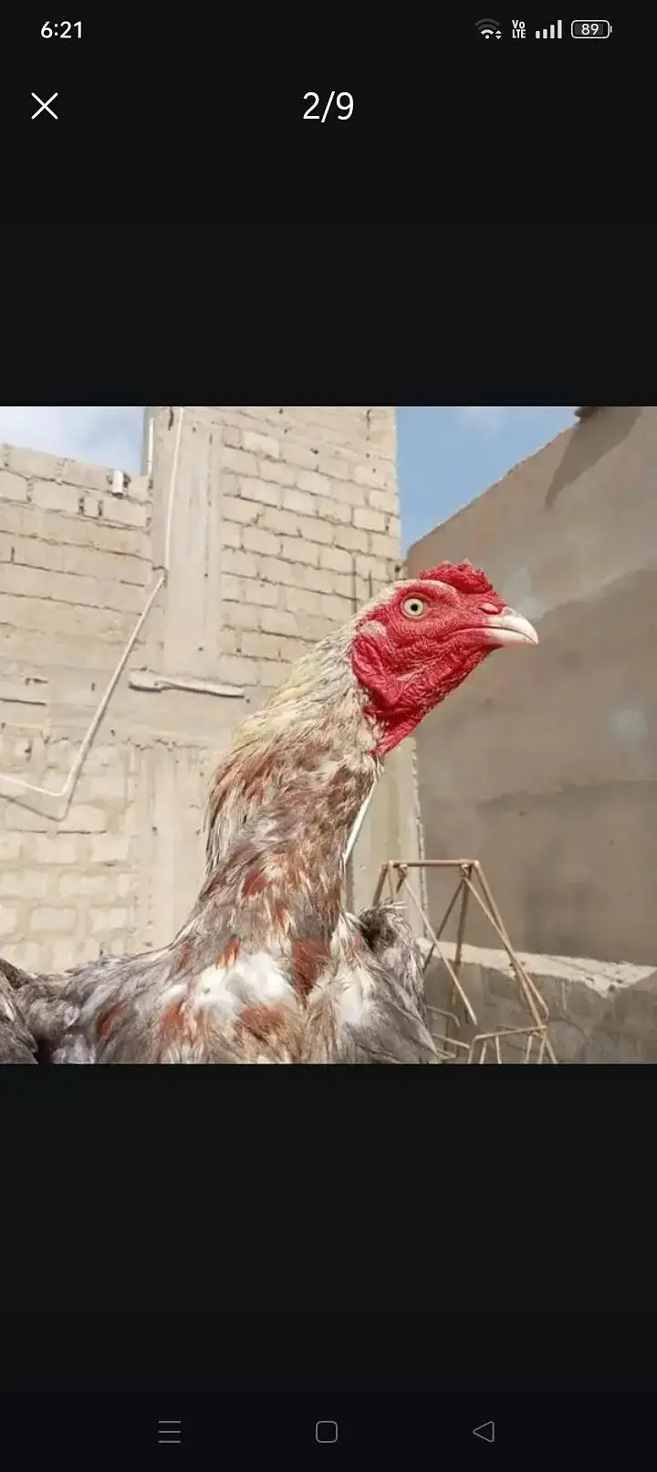 Aseel  home breed — photo 2