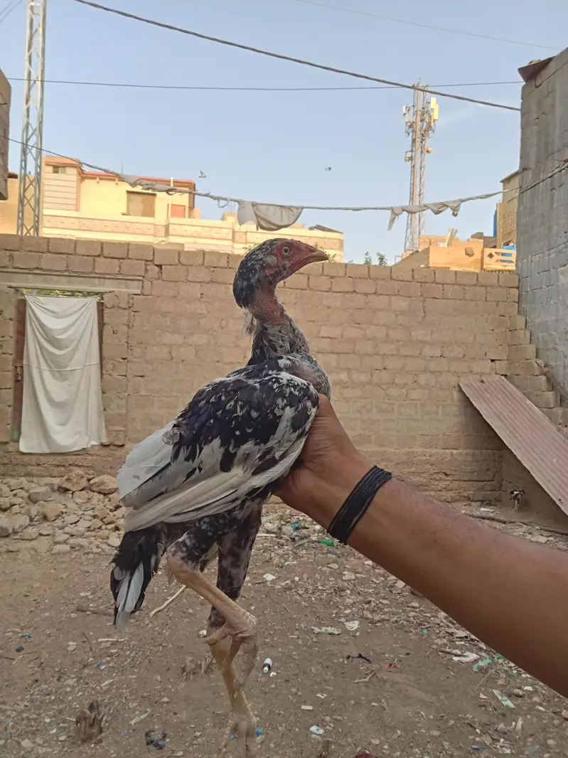 Aseel  home breed — photo 3