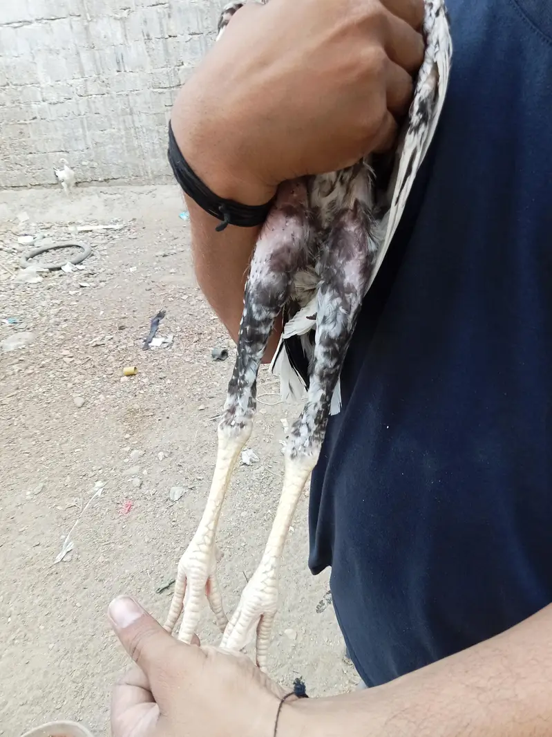 Aseel  home breed — photo 4