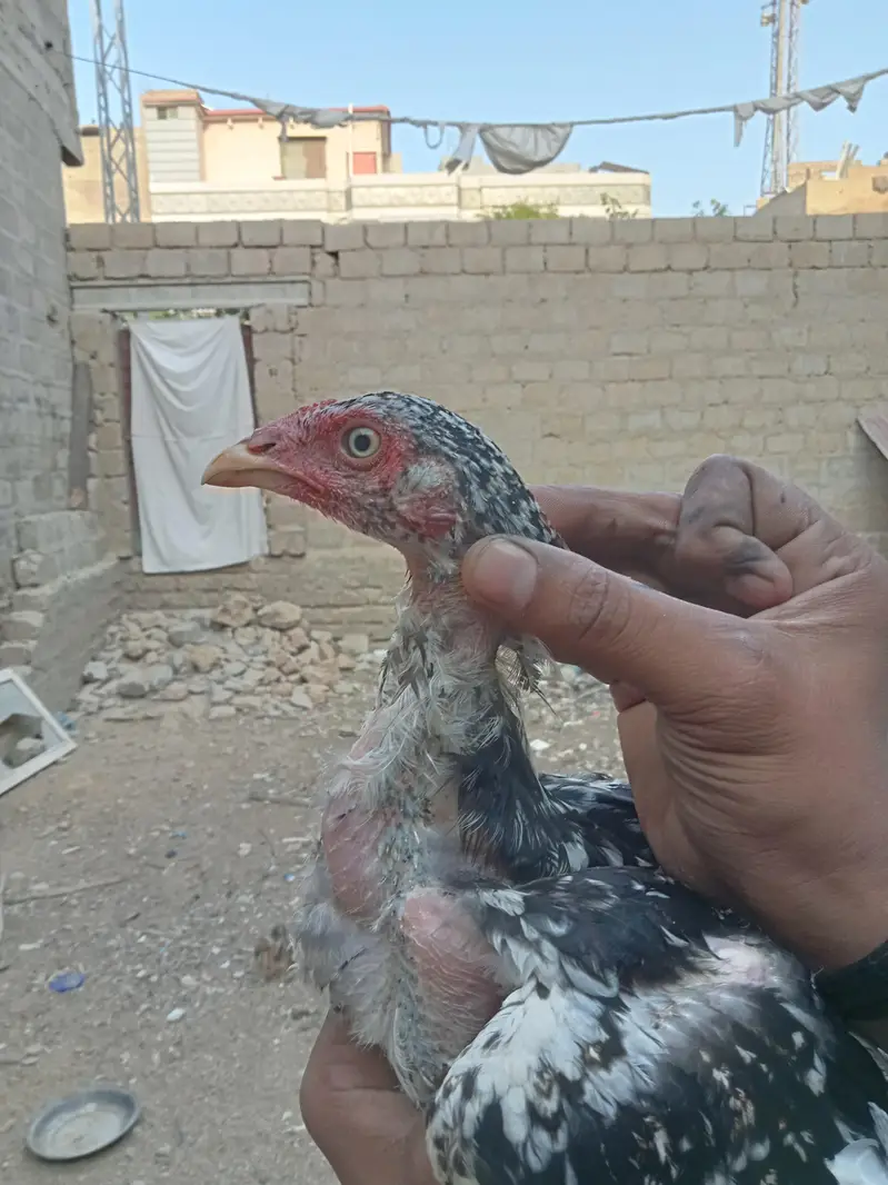 Aseel  home breed — photo 5