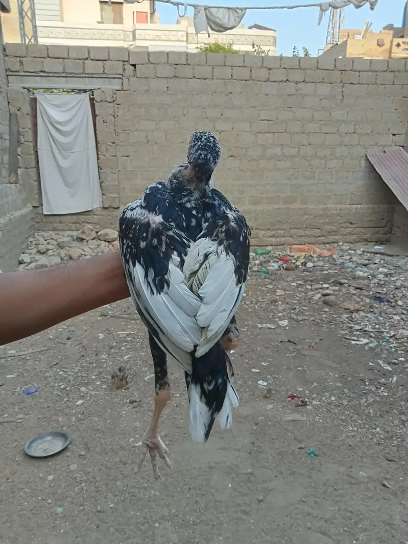 Aseel  home breed — photo 6