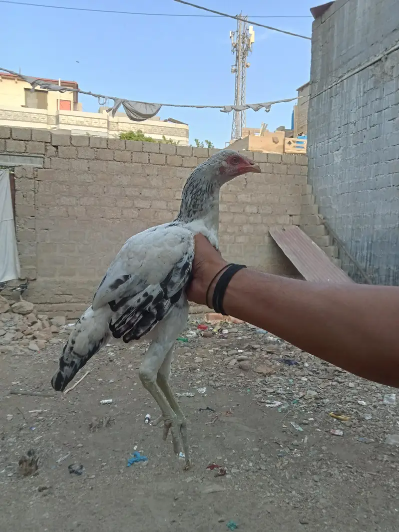 Aseel  home breed — photo 7