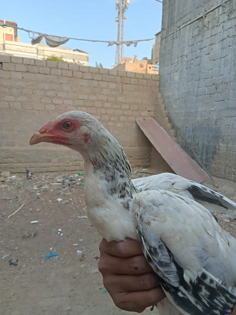 Aseel  home breed — photo 8
