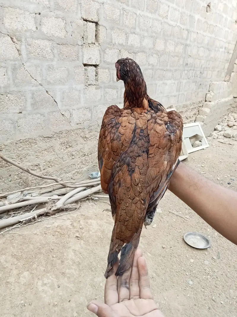 Aseel  home breed — photo 9