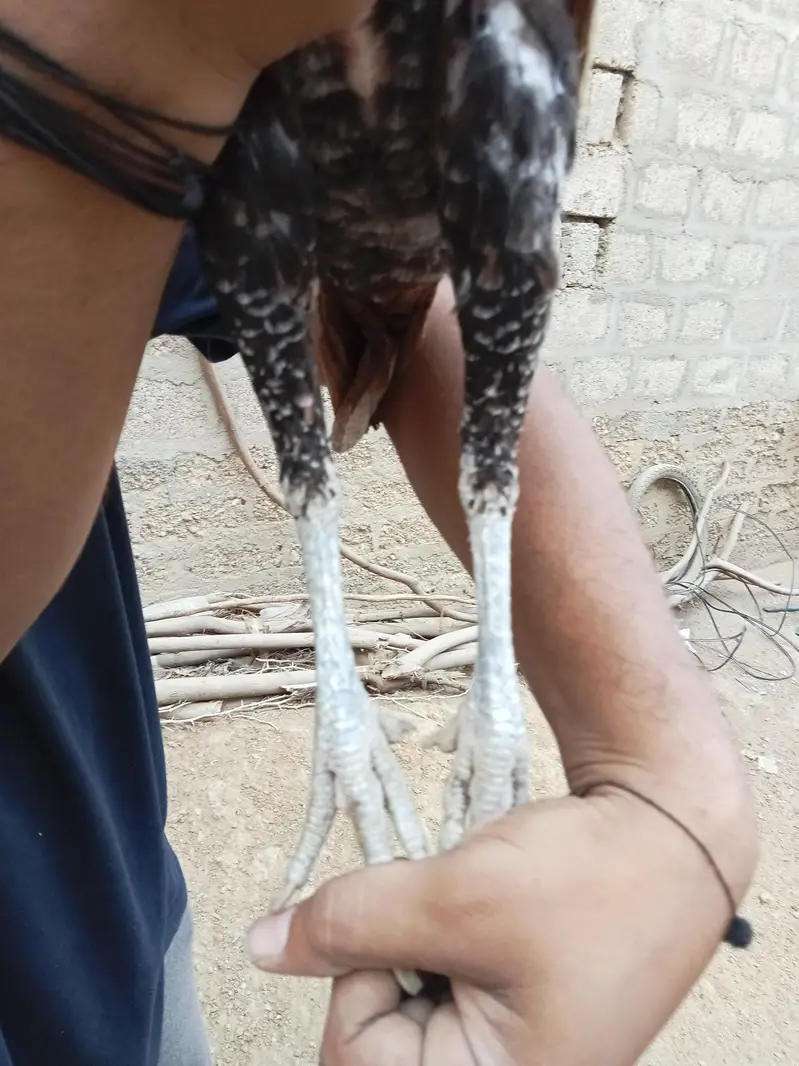 Aseel  home breed — photo 10