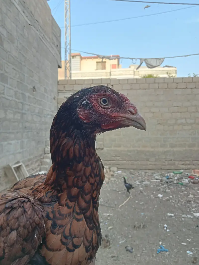 Aseel  home breed — photo 11
