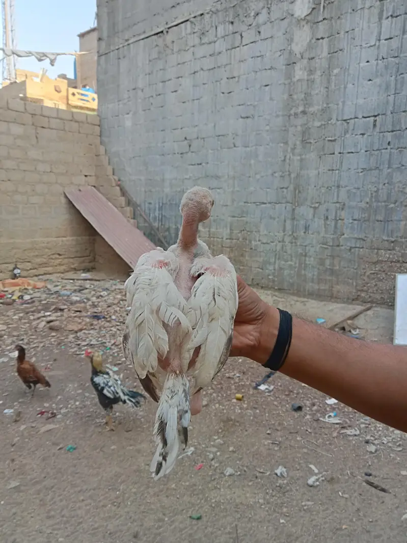 Aseel  home breed — photo 12