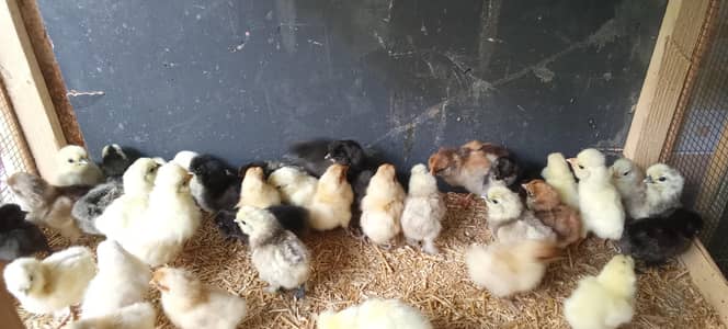 o shamo and afghan qandhari