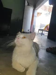 Persian cat 2