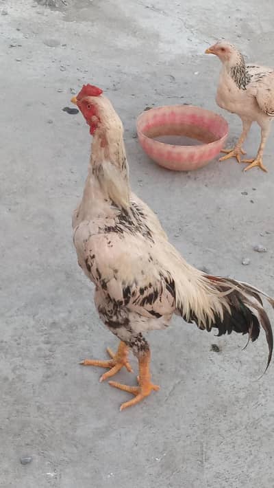 Aseel pair for sale