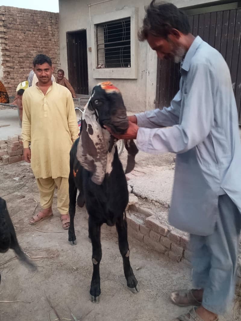 goats 1