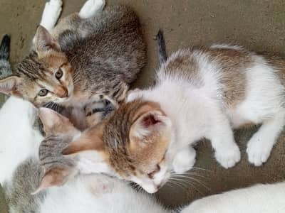 kittens up for adoption