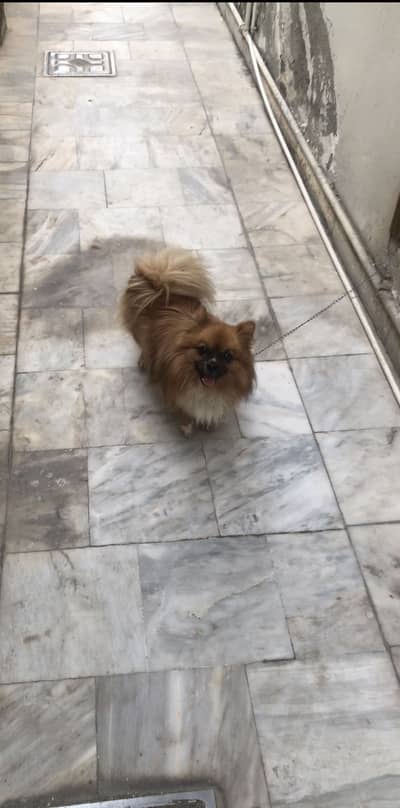 Teacup Pomeranian Male show Quality