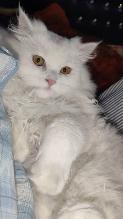 Pure White Persian Cat For Sale - Healthy & Playful