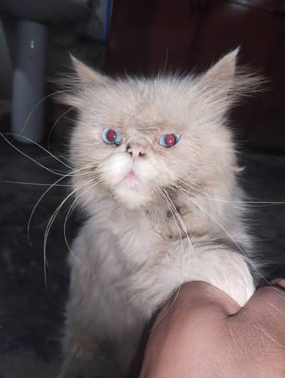 Persian Longhair cat