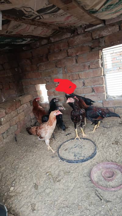 Desi aseel chicks available