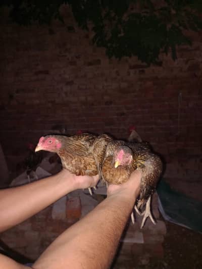 doo aseel murgiyan ghar ki palli howi andy dene wali