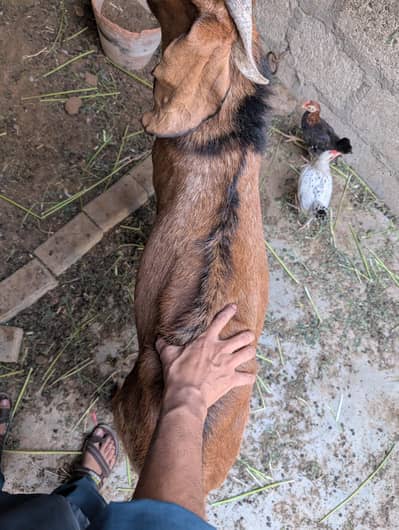 Beetal Cross Male Goat | Urjent Sale