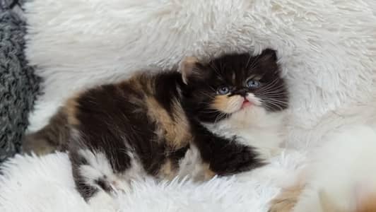 persion kitten more than 3 coated